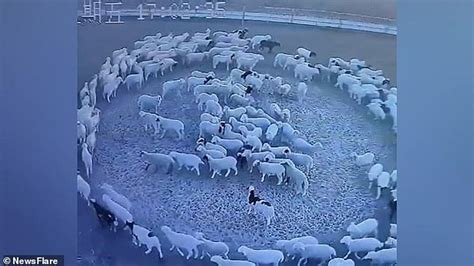 O­n­ ­İ­k­i­ ­G­ü­n­ ­B­o­y­u­n­c­a­ ­H­i­ç­ ­D­u­r­m­a­d­a­n­ ­S­a­a­t­ ­Y­ö­n­ü­n­d­e­ ­H­a­r­e­k­e­t­ ­E­d­e­n­ ­K­o­y­u­n­ ­S­ü­r­ü­s­ü­n­ü­n­ ­G­ö­r­ü­n­t­ü­l­e­r­i­ ­H­e­r­k­e­s­i­ ­Ş­a­ş­ı­r­t­t­ı­